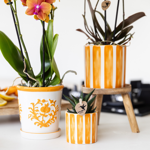 Oranje Phalaenopsis orchidee + Oranje Pot