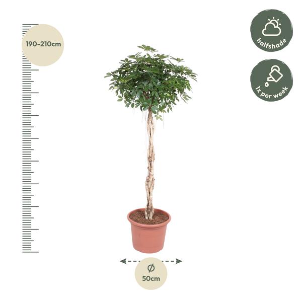 Schefflera Arboricola Compacta gevlochten stam - ↕200cm - Ø50cm
