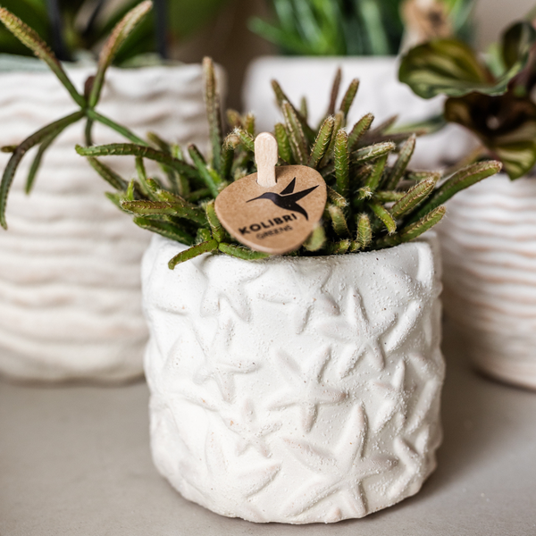 Plantenset Star Fish small | Witte Phalaenopsis Orchidee Lausanne en Succulent incl. keramieken sierpotten op wit organisch dienblad