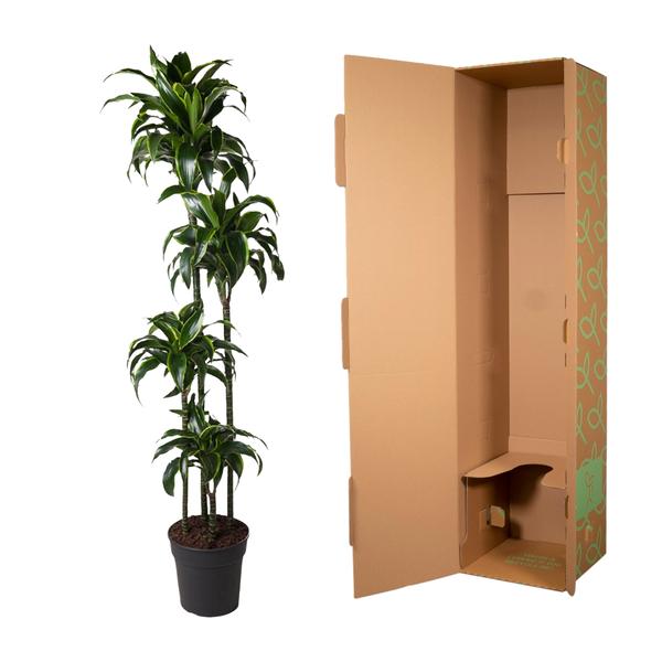 Dracaena Dorado - ↕170cm - Ø27cm