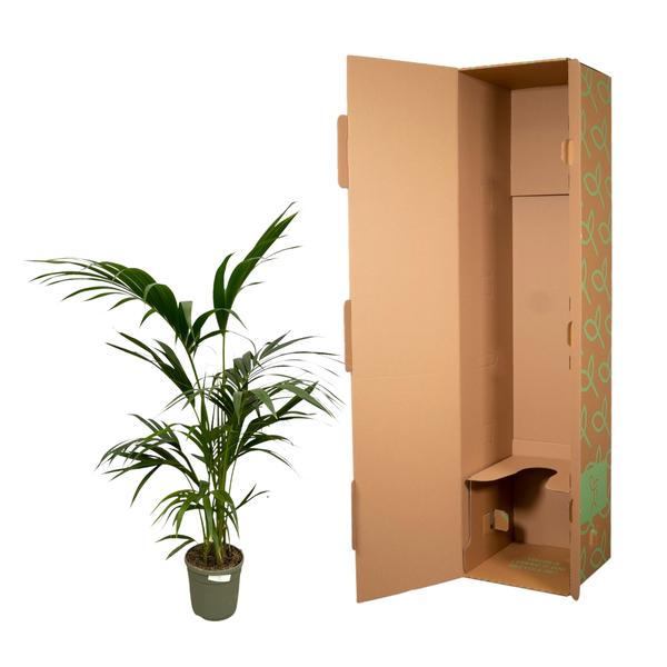 Kentia Palm - ↕130cm - Ø21cm