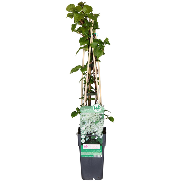 Hydrangea petiolaris - Klimhortensia - ↕65cm - Ø15cm