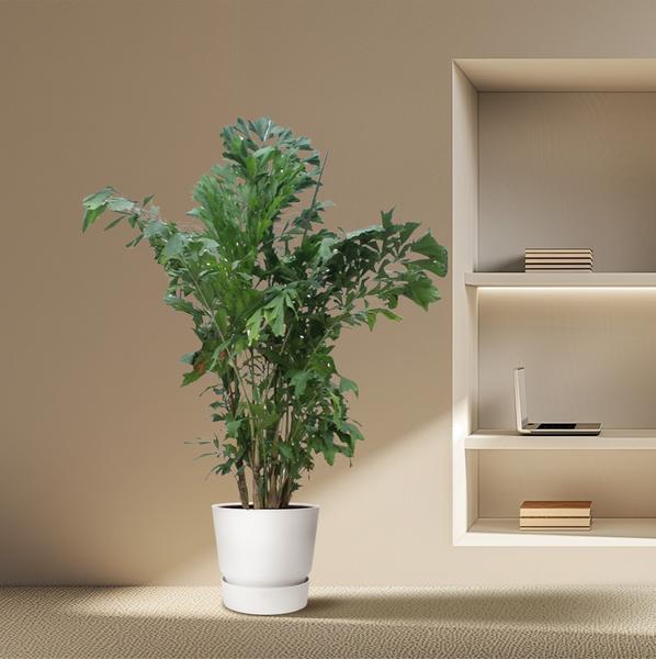 Caryota Mitis - ↕220cm - Ø45cm