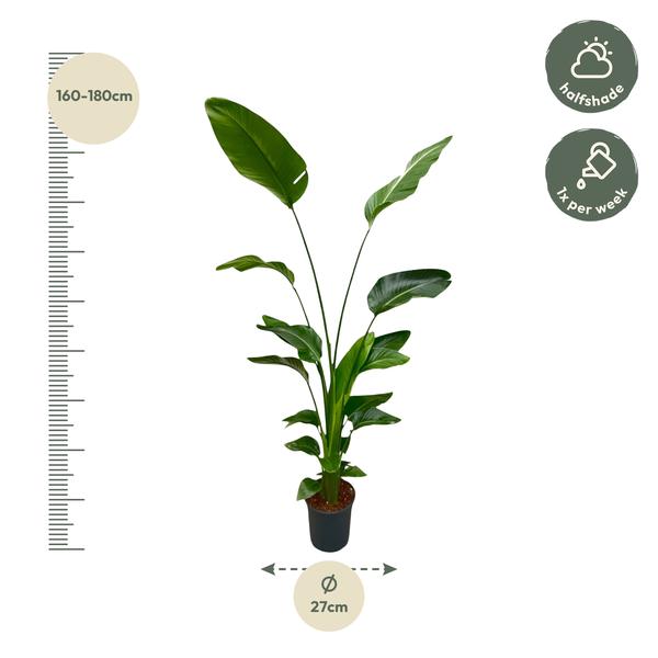 Strelitzia Nicolai - ↕170cm - Ø21cm