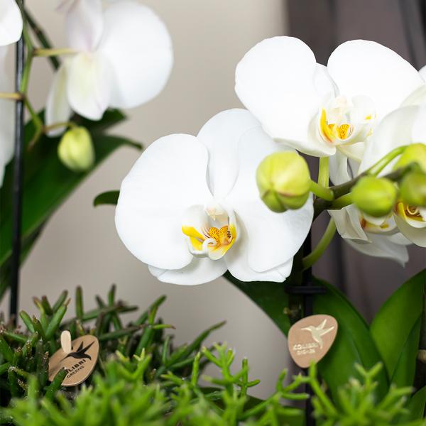 Witte Phalaenopsis orchidee - Niagara Fall - potmaat Ø12cm