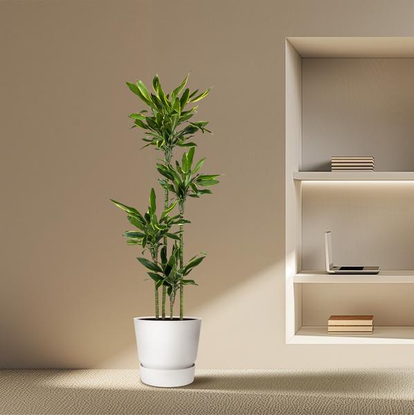 Dracaena Golden Coast - ↕170cm - Ø27cm