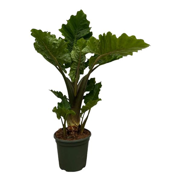 Alocasia Low Raider - ↕75cm - Ø26cm
