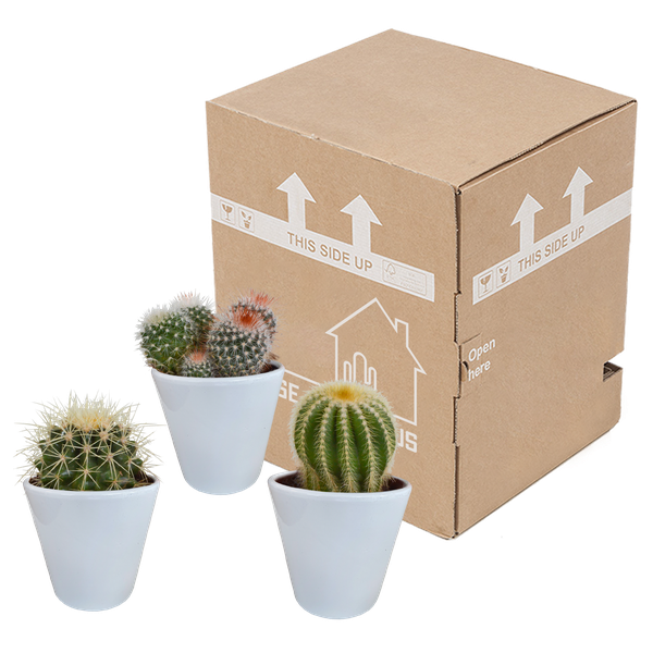Bolcactus mix 8,5 cm | 3 stuks - in witte pot