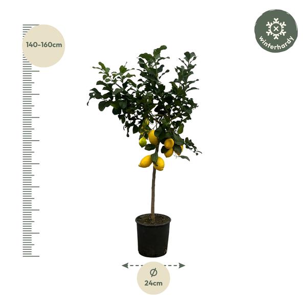 Citroenboom - ↕150cm - Ø24cm