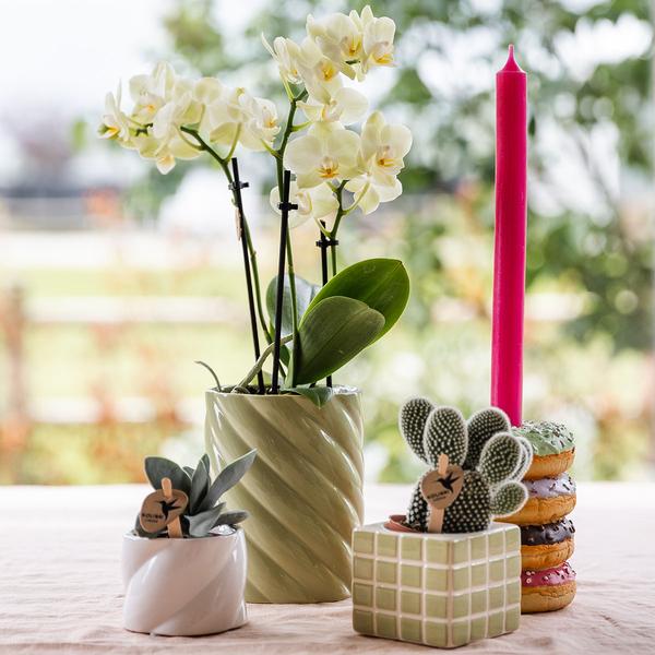 Candy sierpot - Wit - Ø6cm