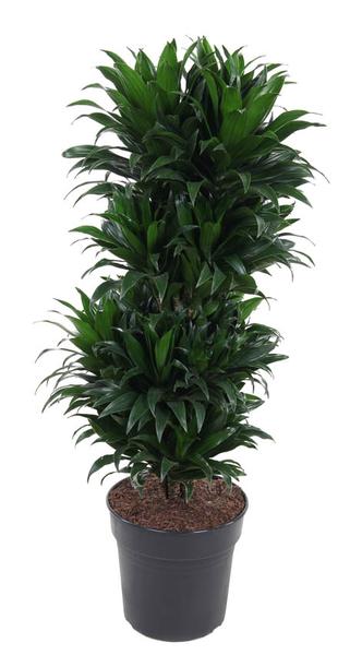 Dracaena Compacta Ramifiée - ↕100cm - Ø27cm