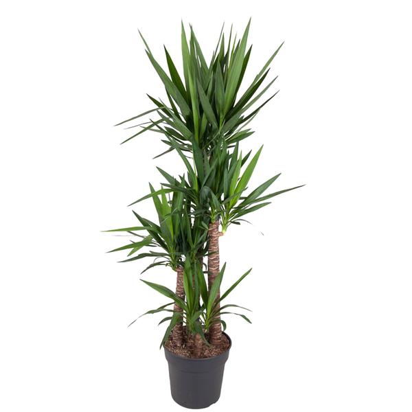 Yucca Elephantipe - ↕180cm - Ø34cm