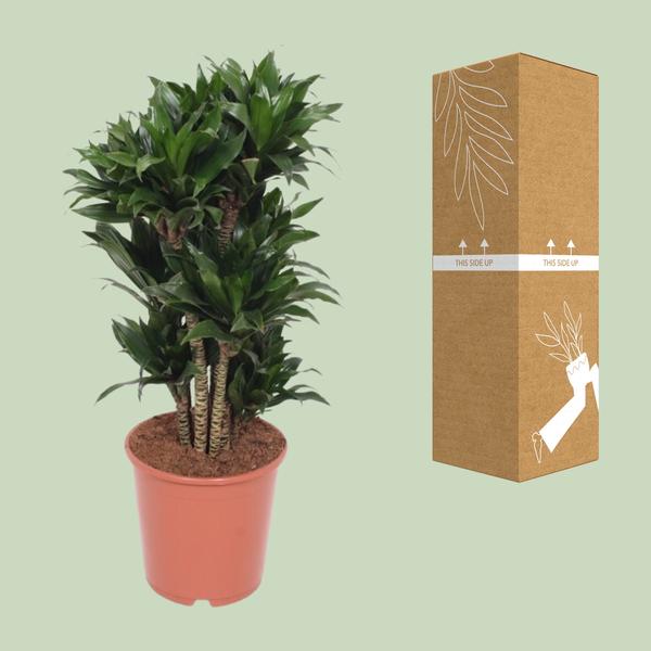 Dracaena Compacta - ↕80cm - Ø24cm