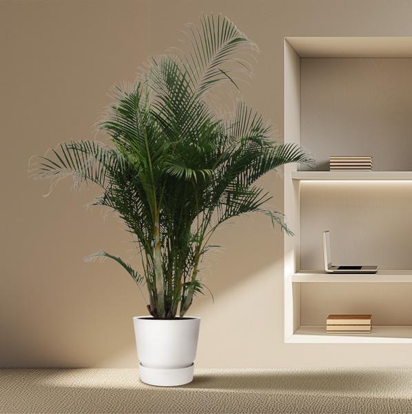 Dypsis Lutescens / Areca Palm - ↕280cm - Ø50cm