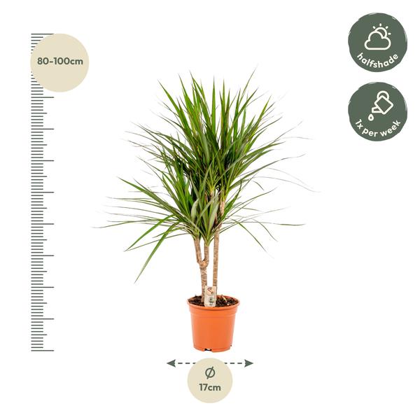 Dracaena Marginata - ↕90cm - Ø17cm