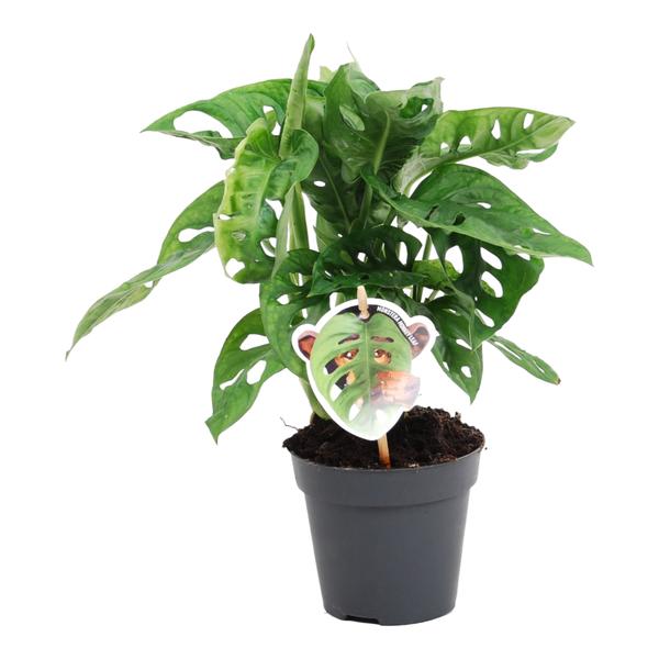 Monstera obliqua 'Monkey Leaf' - ↕25cm - Ø12cm
