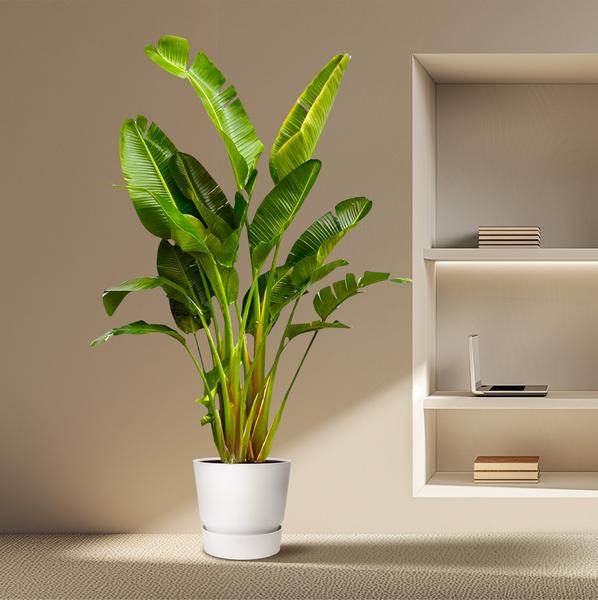 Strelitzia Augusta multistam XXL - ↕250cm - Ø50cm