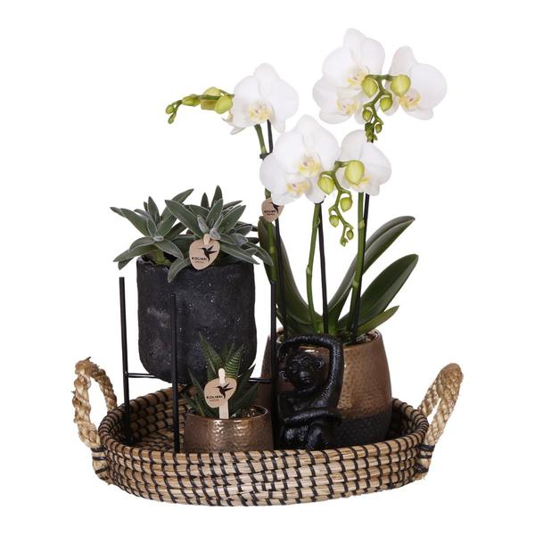 Gift set Home Hub | Plantenset met Phalaenopsis Orchidee en Succulenten incl. keramieken sierpotten