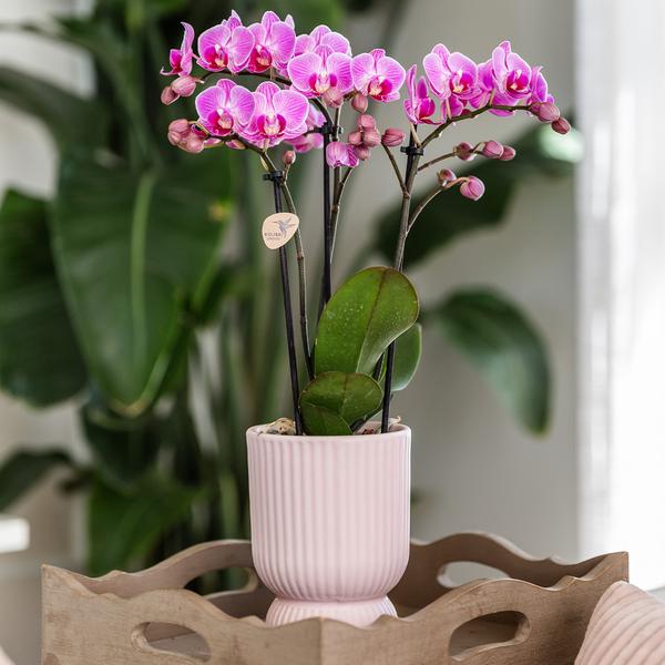 Kolibri Home | Diabolo Topf pink - Ø12cm