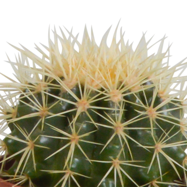 Cactus mix 10.5 cm - 3x - in witte pot
