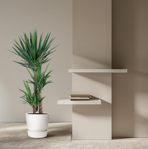 Yucca Elephantipe - ↕140cm - Ø27cm