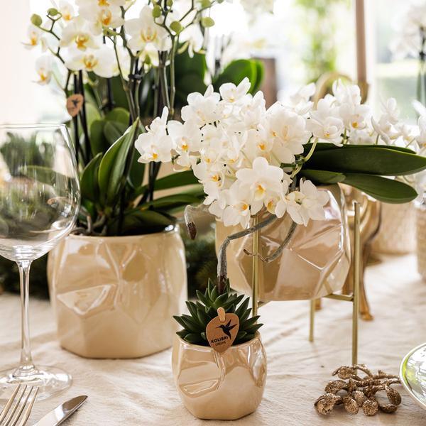 Witte phalaenopsis orchidee - Nazaré - potmaat Ø9cm