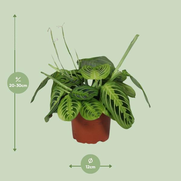 Maranta Leuconeura Fascinator Lemon Lime - ↕30cm - Ø12cm