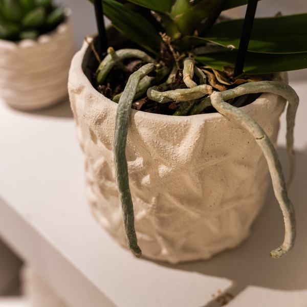 Plantenset Star Fish small | Witte Phalaenopsis Orchidee Lausanne en Succulent incl. keramieken sierpotten op wit organisch dienblad