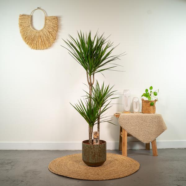 Dracaena Marginata - ↕120cm - Ø21cm