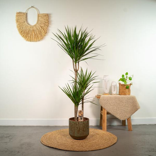 Dracaena Marginata - ↕120cm - Ø21cm