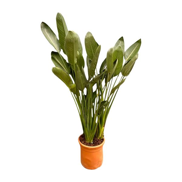 Strelitzia Reginae XXL - ↕180cm - Ø50cm