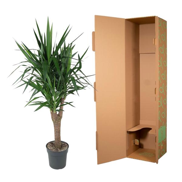 Yucca Elephantipe vertakt - ↕150cm - Ø31cm