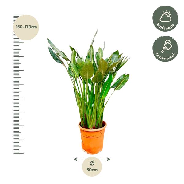 Strelitzia Reginae - ↕160cm - Ø30cm