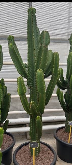 Euphorbia Ingens – ↕210 cm (h. incl. pot) – Ø57cm