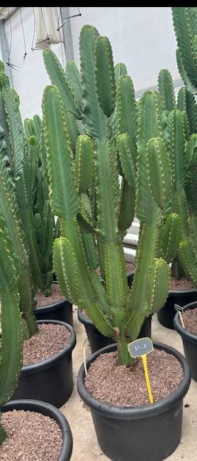 Euphorbia Ingens – ↕190cm (h. incl. pot) – Ø57 cm