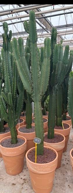 Euphorbia Ingens – ↕230cm (h. incl. pot) – Ø50cm
