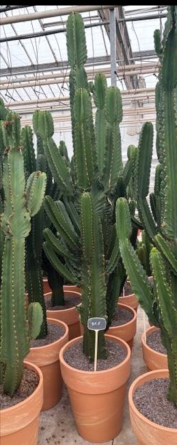 XXL Cactus / Euphorbia Ingens – ↕245cm (h. incl. pot) – Ø57cm