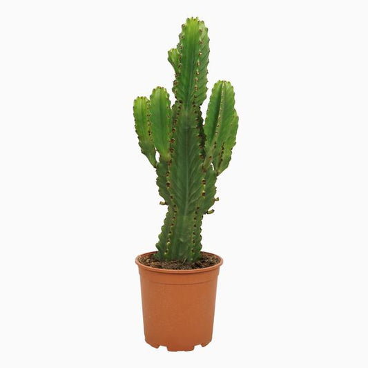 Euphorbia ingens ↕60cm - Ø21 cm