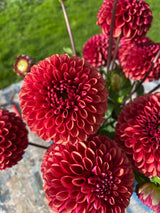 Red Dahlia