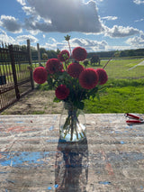 Red Dahlia