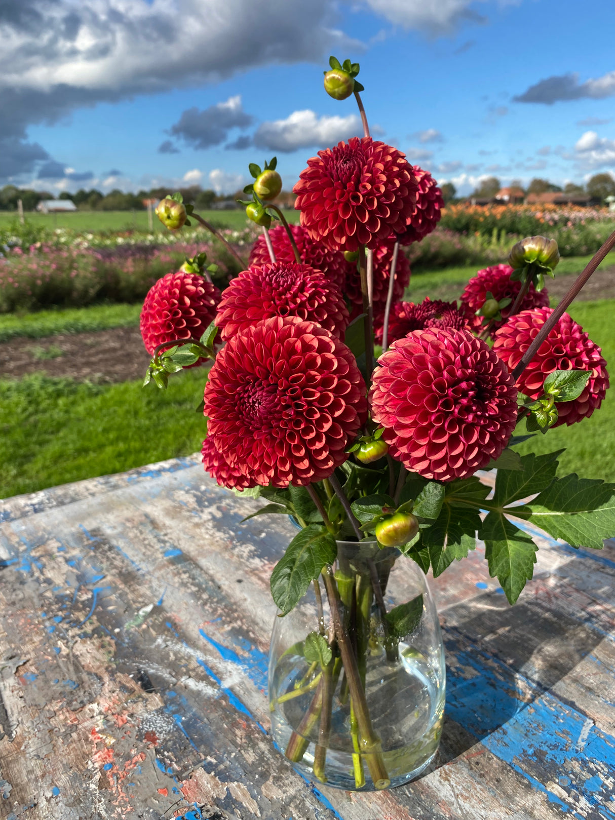 Red Dahlia