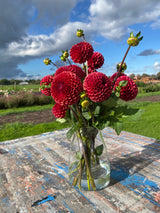 Red Dahlia