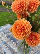 Orange Dahlia