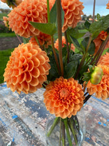 Orange Dahlia