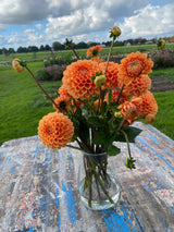Orange Dahlia
