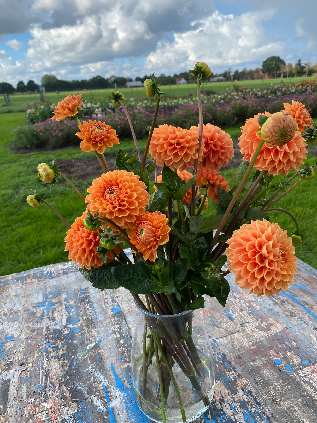 Orange Dahlia
