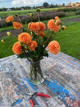 Orange Dahlia