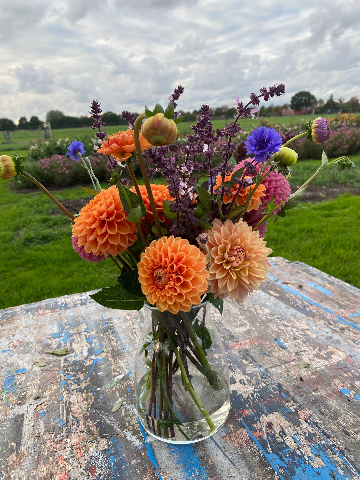 Dahlia Blush