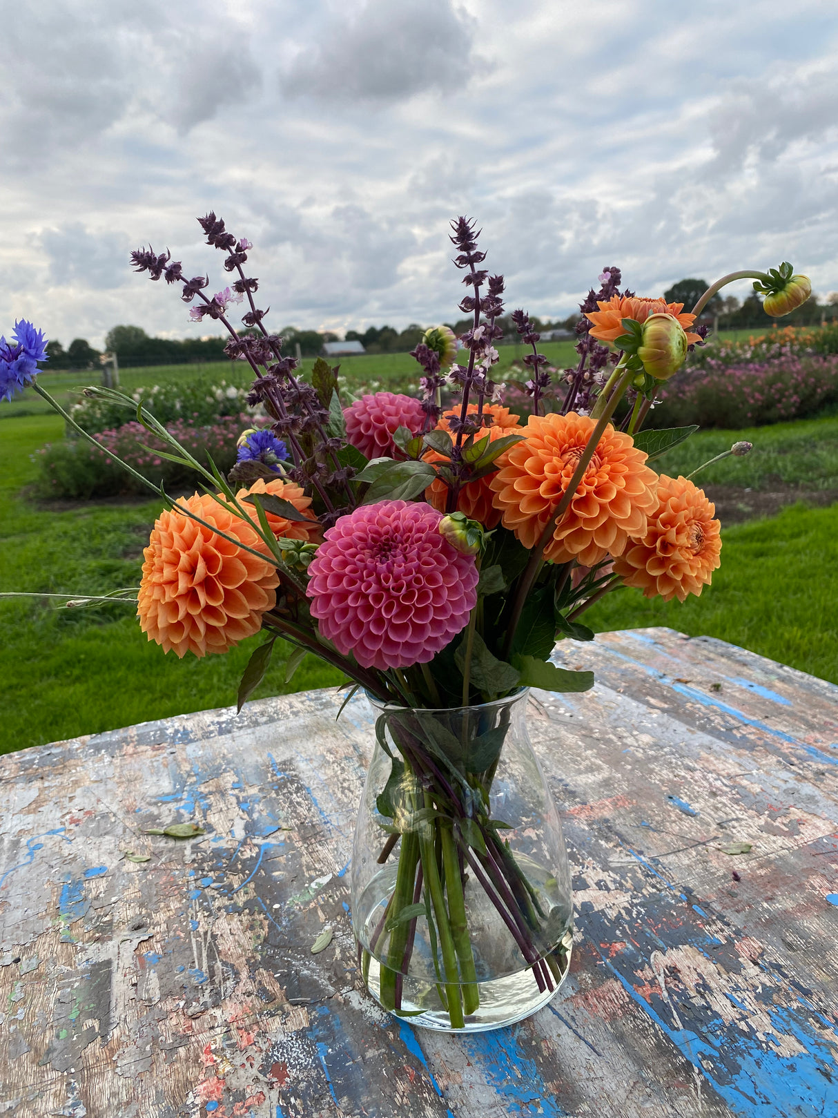 Dahlia Blush
