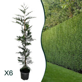 x6 - Snelgroeiende haag - Haagplant - Conifeer - Leylandii - 125cm